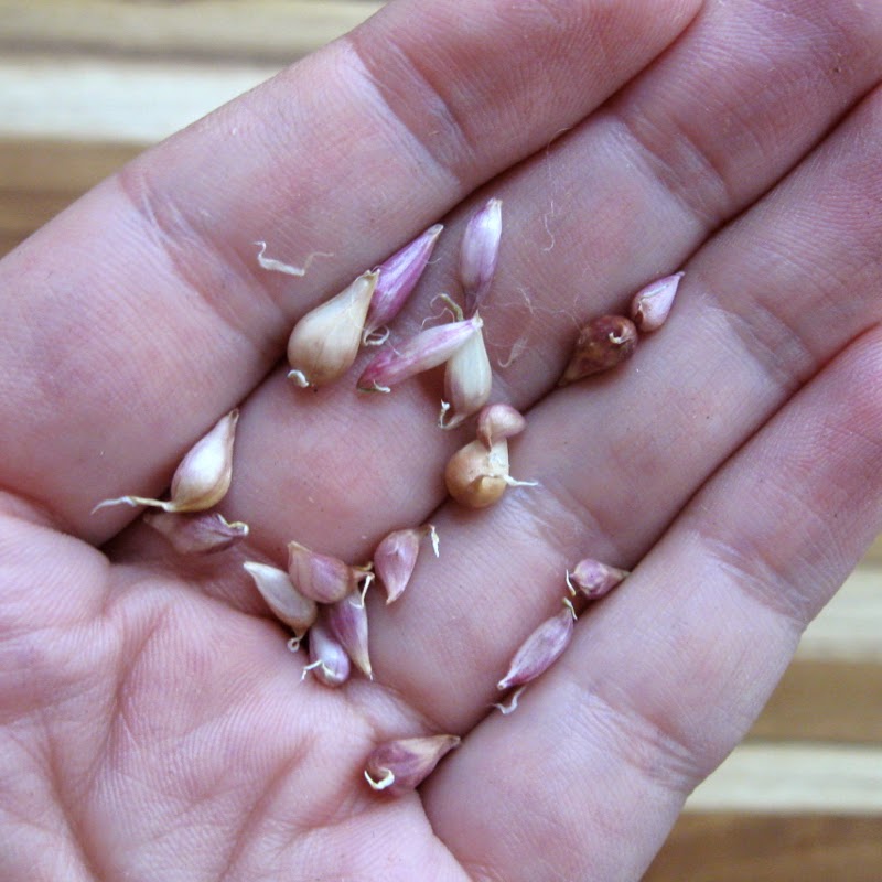 Tiny Garlic